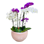 Purple & White Orchid Planter