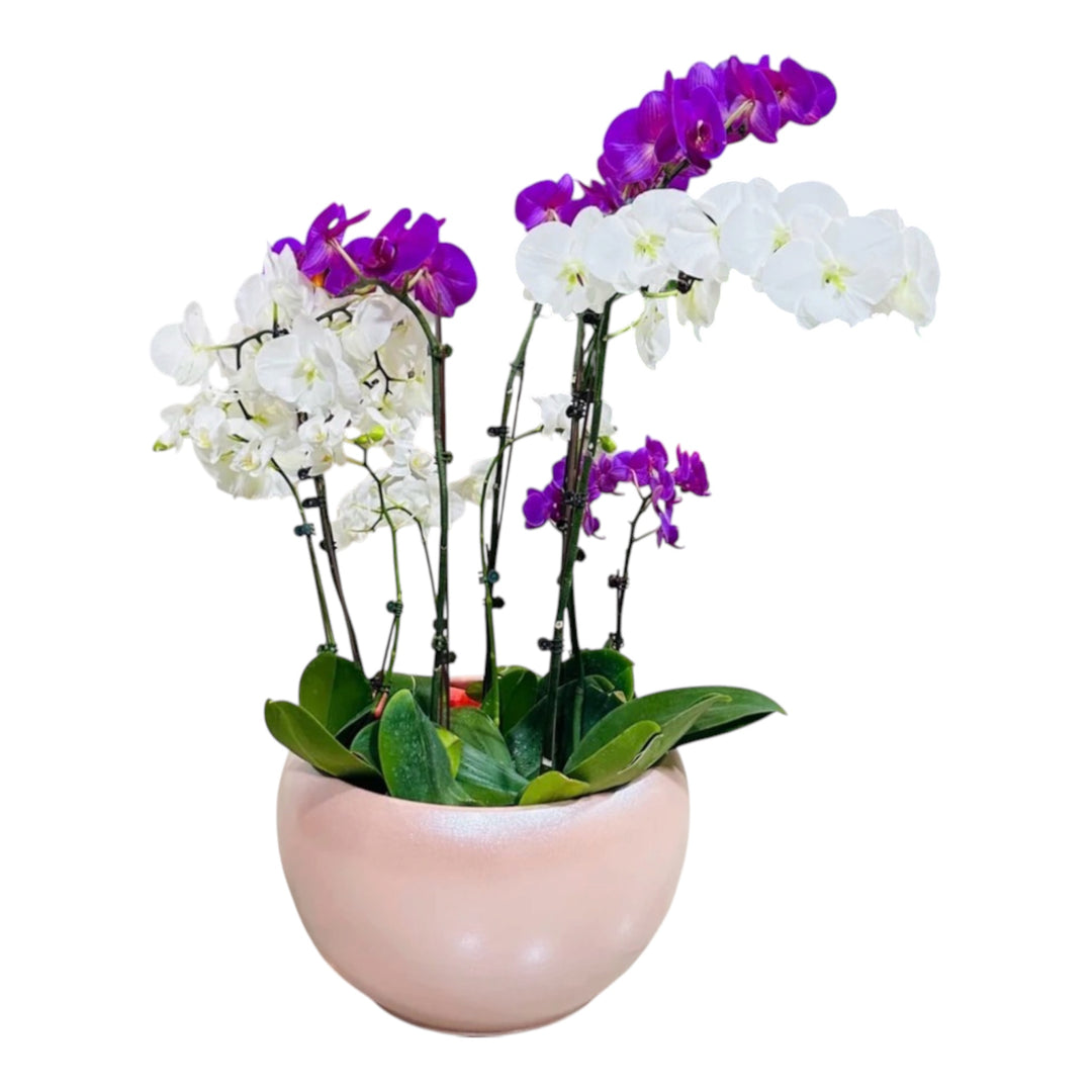 Purple & White Orchid Planter