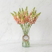 Soft Sunset Snapdragons Arrangement
